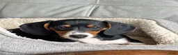 Dachshund dogs for sale: MINIATURE DACHSHUND GIRLS REDUCED READY TO GO - Advert 4