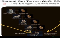 Bengal cats for sale: Bedazzled Early Generation Bengal kittens  - Image 18