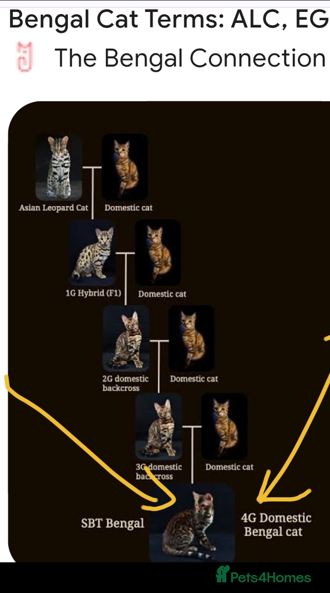 Bengal cats for sale: Bedazzled Early Generation Bengal kittens  - Image 18