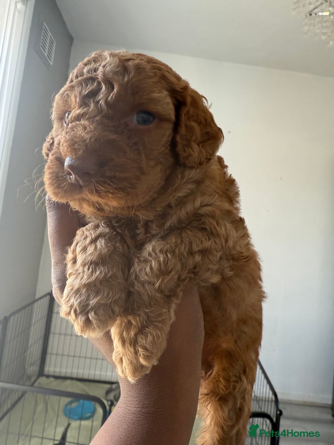 Cockapoo dogs for sale: 2 Beautiful Boy Cockapoo Puppies Left!! - Image 27
