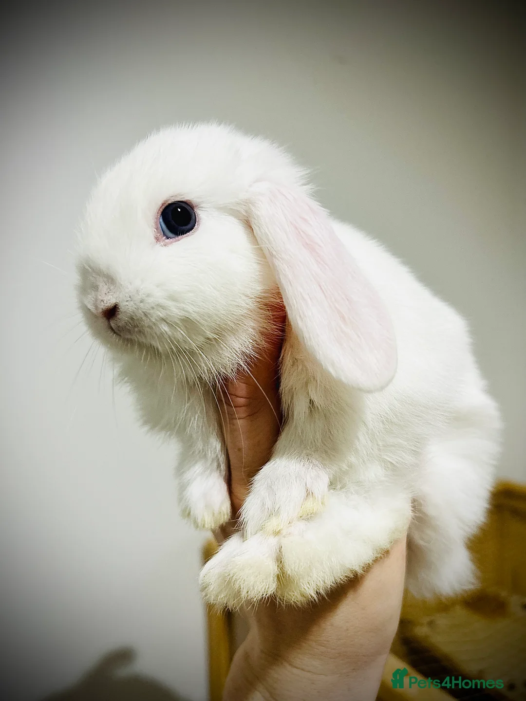 Mini Lop rabbits for sale: Last 2 available ready to leave now.  in Romney Marsh - Advert 2