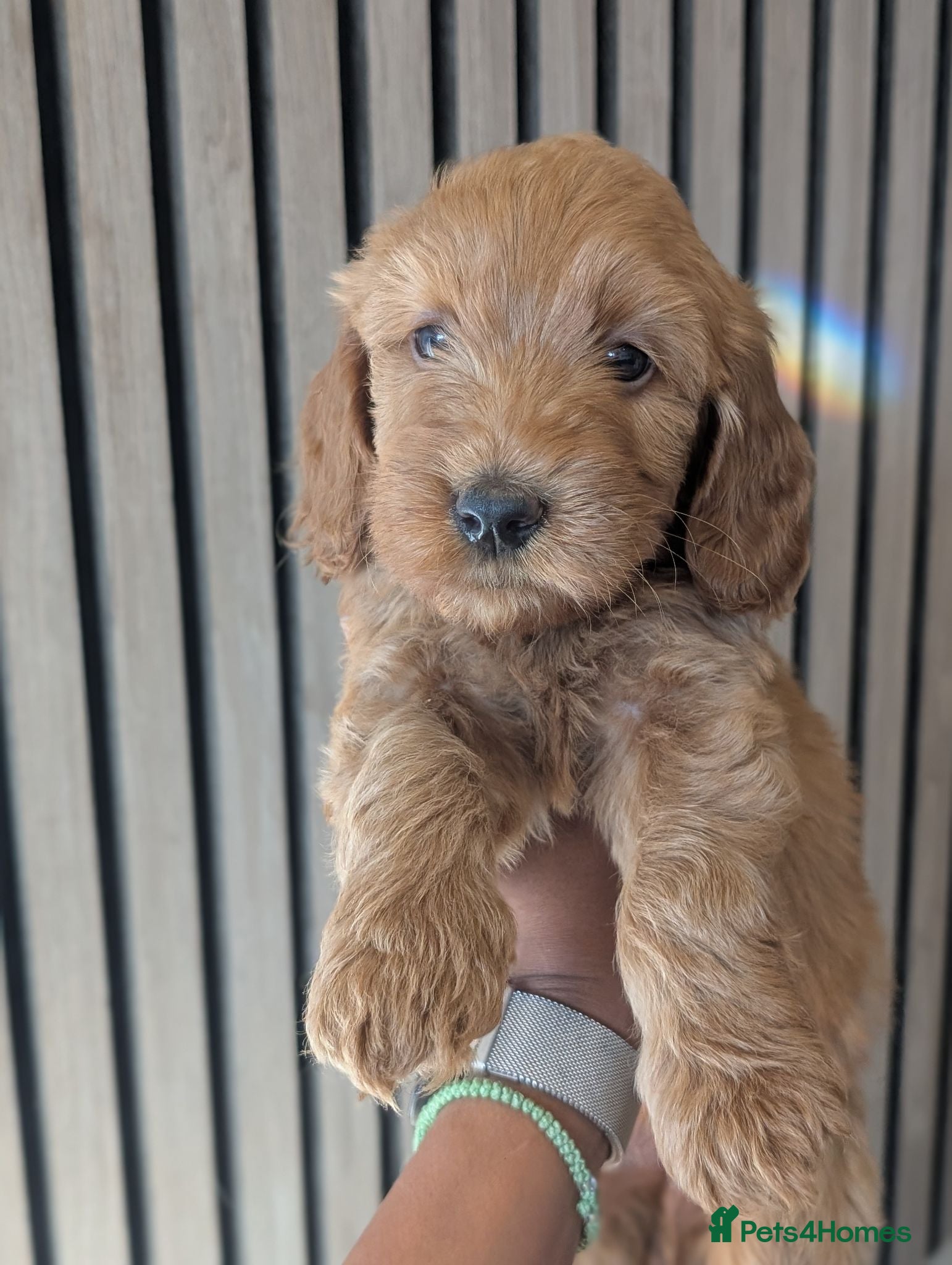 Mini Goldendoodle dogs Last female -F1BB Miniature Goldendoodle puppies  - Advert 3