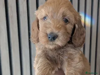 Mini Goldendoodle dogs Ready now-F1BB Miniature Goldendoodle puppies - Advert 4