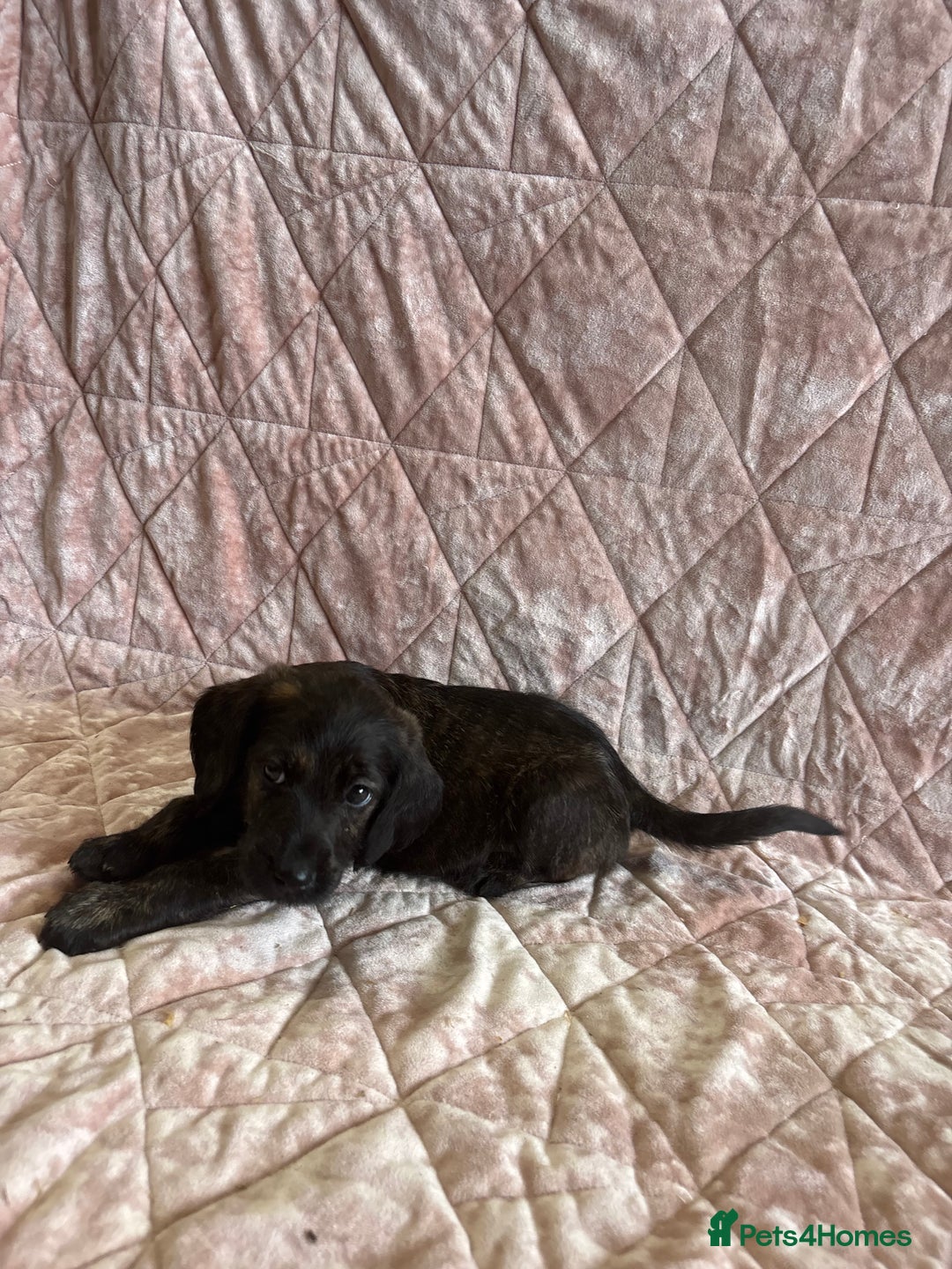 Mixed Breed dogs for sale: Gorgeous labradoodle boy - Image 5