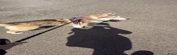 Shepsky dogs for sale: Narla - Advert 2