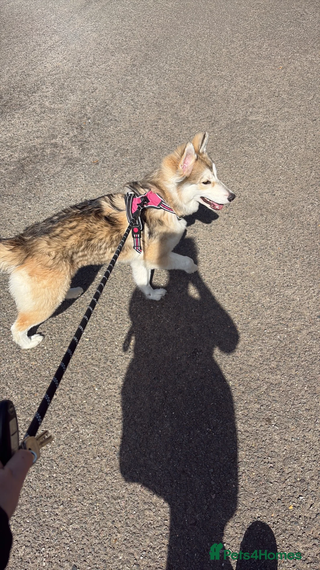 Shepsky dogs for sale: Narla - Advert 2