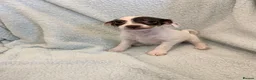 Jack Russell dogs for sale: Beautiful Jack Russell pups  - Advert 3