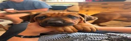 Rhodesian Ridgeback dogs for sale: Seriously Gorgeous Rhodesian Ridgeback Puppies - Advert 10