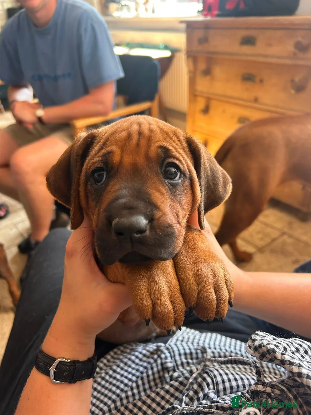 Rhodesian Ridgeback dogs for sale: Seriously Gorgeous Rhodesian Ridgeback Puppies - Advert 10