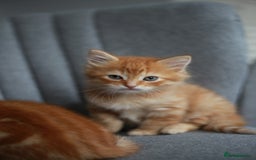 Mixed Breed cats for sale: Gorgeous Ginger Kittens - Image 2