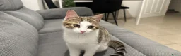 Domestic Shorthair cats for sale: 5 month old cat in Belfast - Advert 3