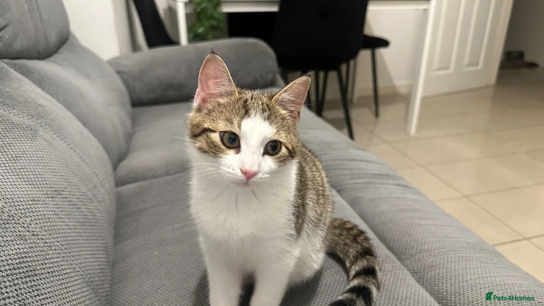 Domestic Shorthair cats for sale: 5 month old cat in Belfast - Advert 3