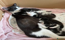 Mixed Breed cats for sale: Female kitten - Image 2