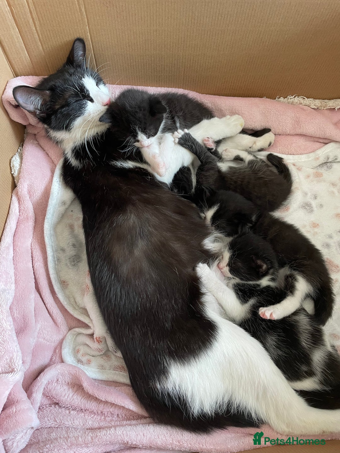 Mixed Breed cats for sale: Female kitten - Image 2