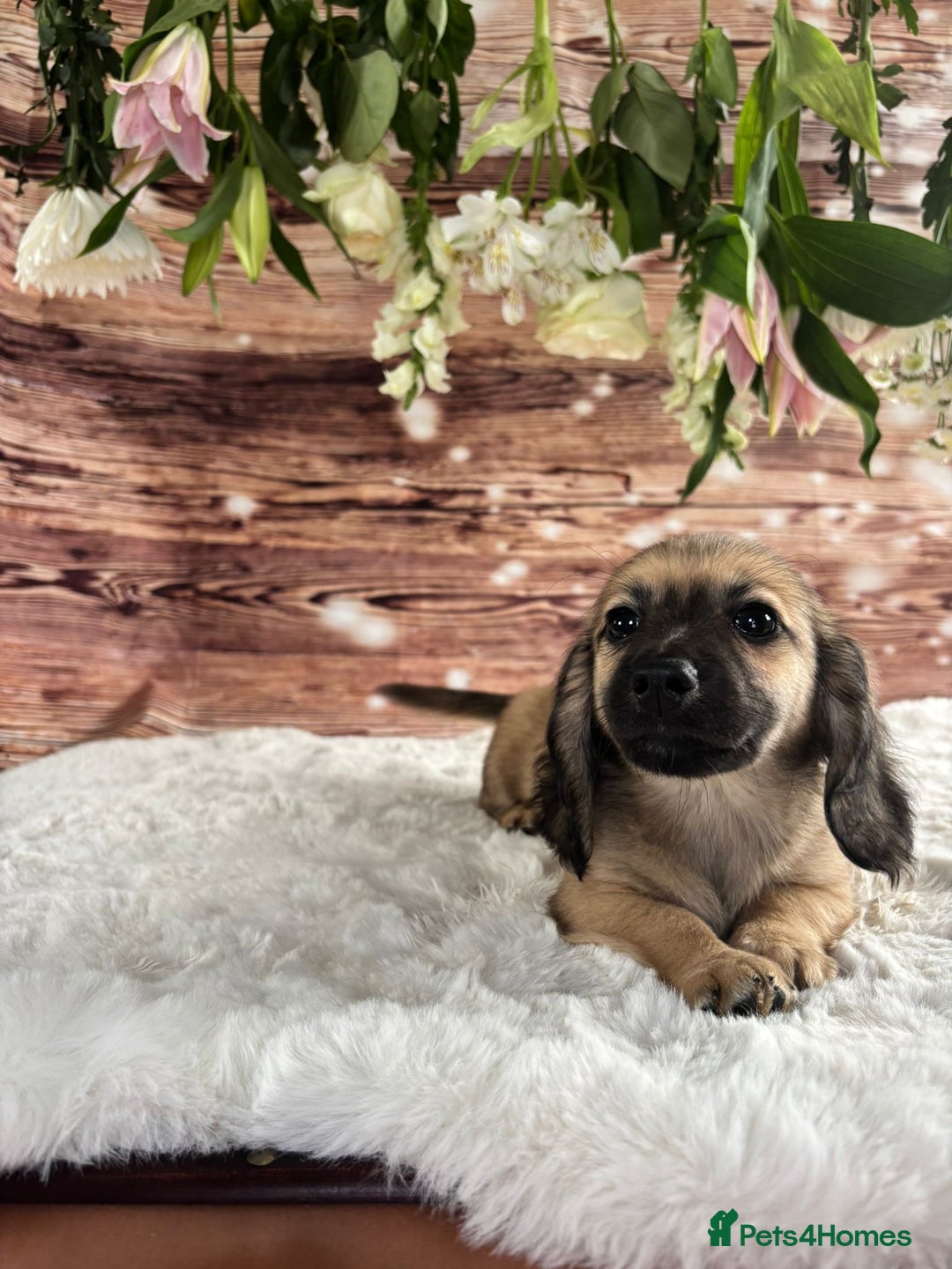 Dachshund dogs for sale: Tiny dachshund ready now! - Image 8