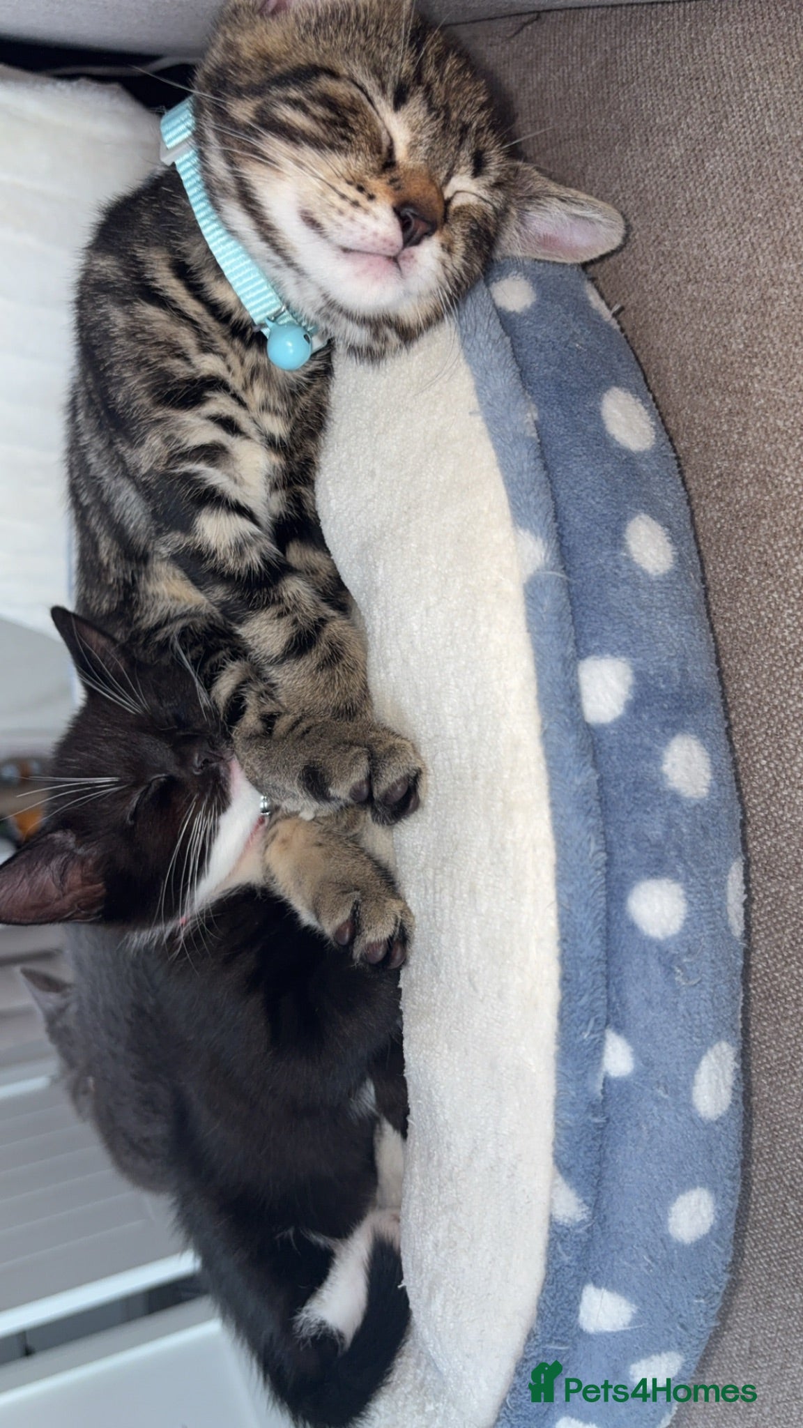 Mixed Breed cats Kittens for sale  - Advert 3