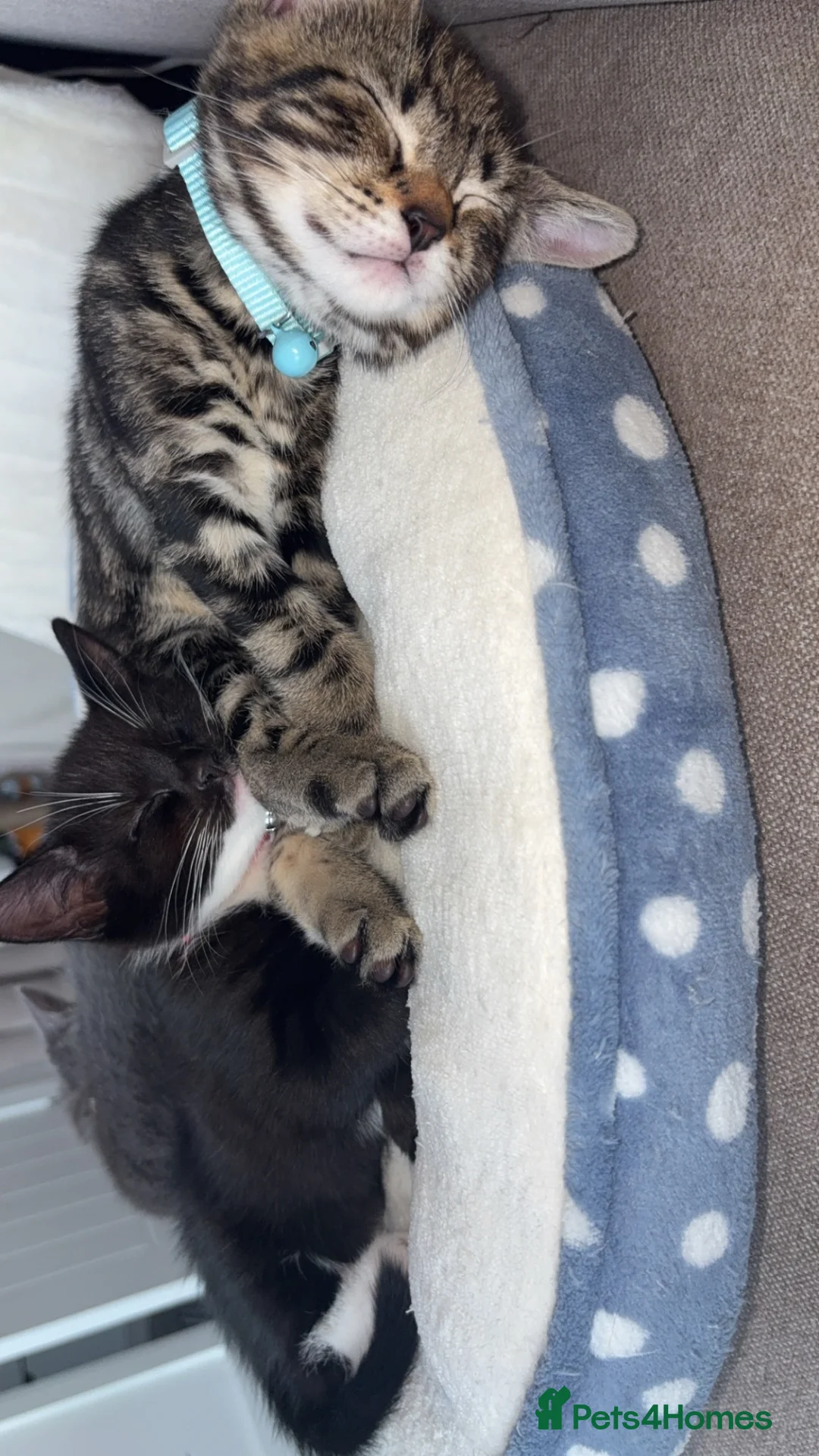 Mixed Breed cats for sale: Kittens for sale  - Advert 1