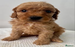 Cockapoo dogs for sale: ONLY 3 RED/WHITE COCKAPOO PUPPIES LEFT - Image 7