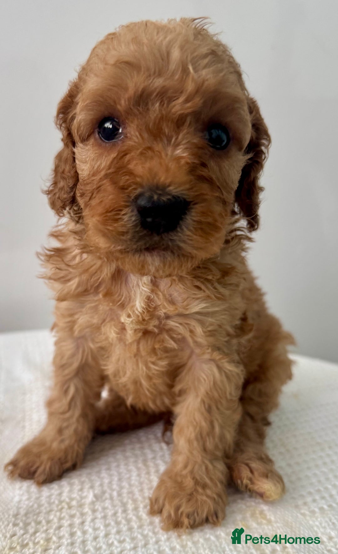 Cockapoo dogs for sale: ONLY 3 RED/WHITE COCKAPOO PUPPIES LEFT - Image 7