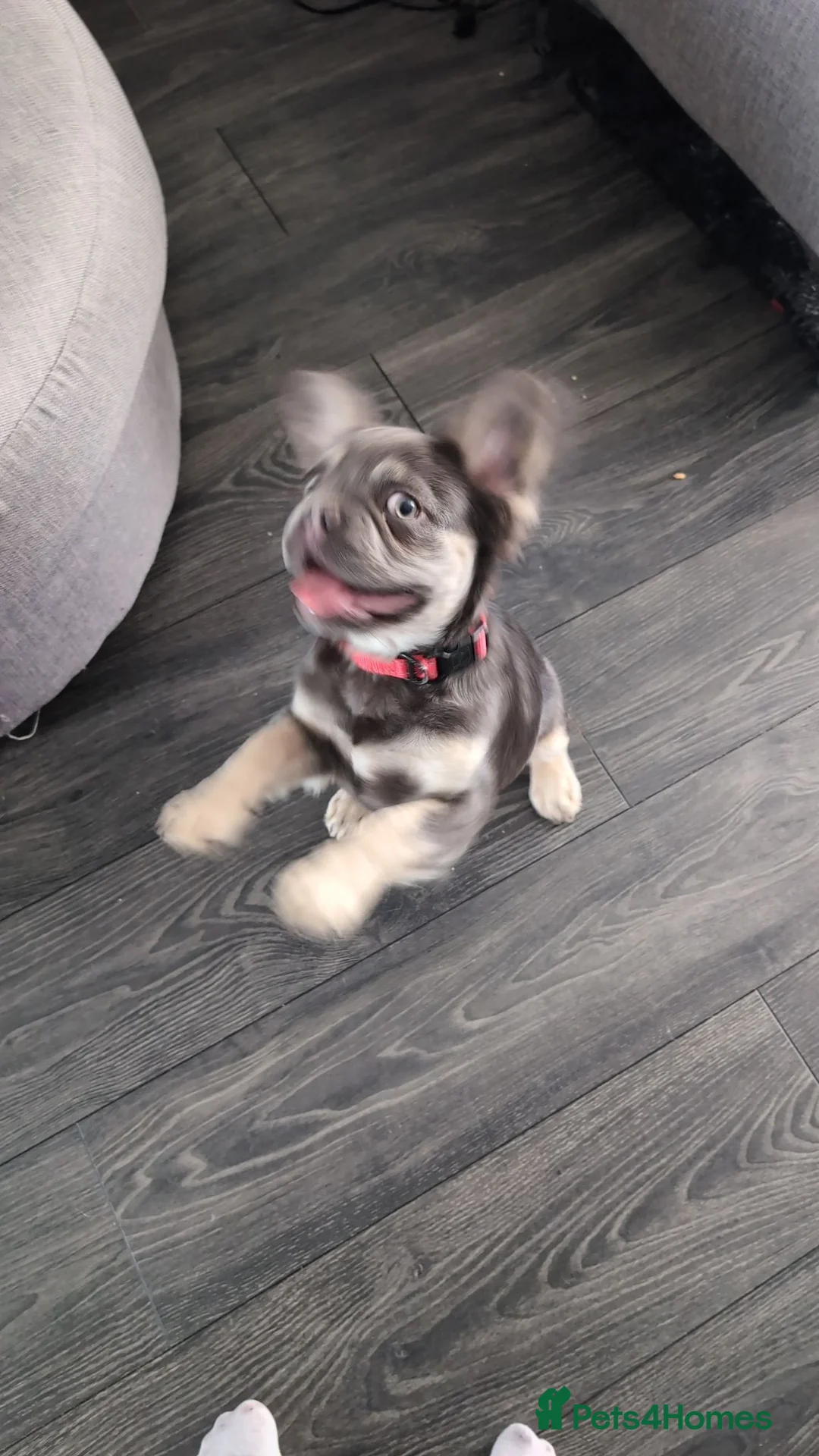 French Bulldog dogs for sale: Tan and Blue fluffy Frenchie 5month old - Advert 5