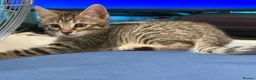 Bengal cats for sale: 🐾 Beautiful Bengal x Maine Coon Kittens 🐾 - Advert 21