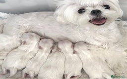 Maltese dogs for sale: ✨💫Tiny Exquisite Bambelina Maltese 💫✨ - Image 1