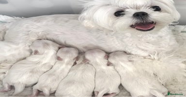 Maltese dogs - Advert 6