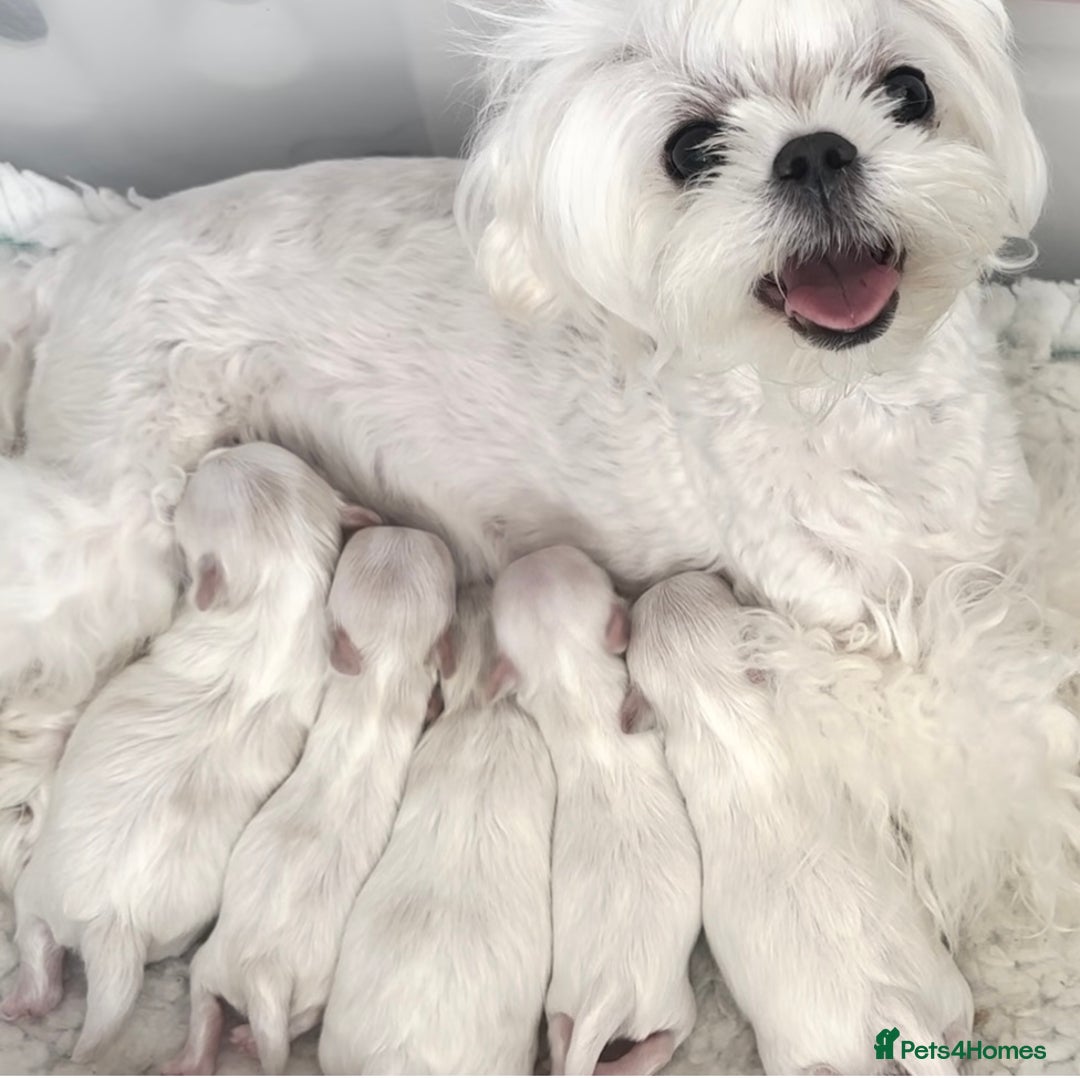 Maltese dogs for sale: ✨💫Tiny Exquisite Bambelina Maltese 💫✨ - Image 1