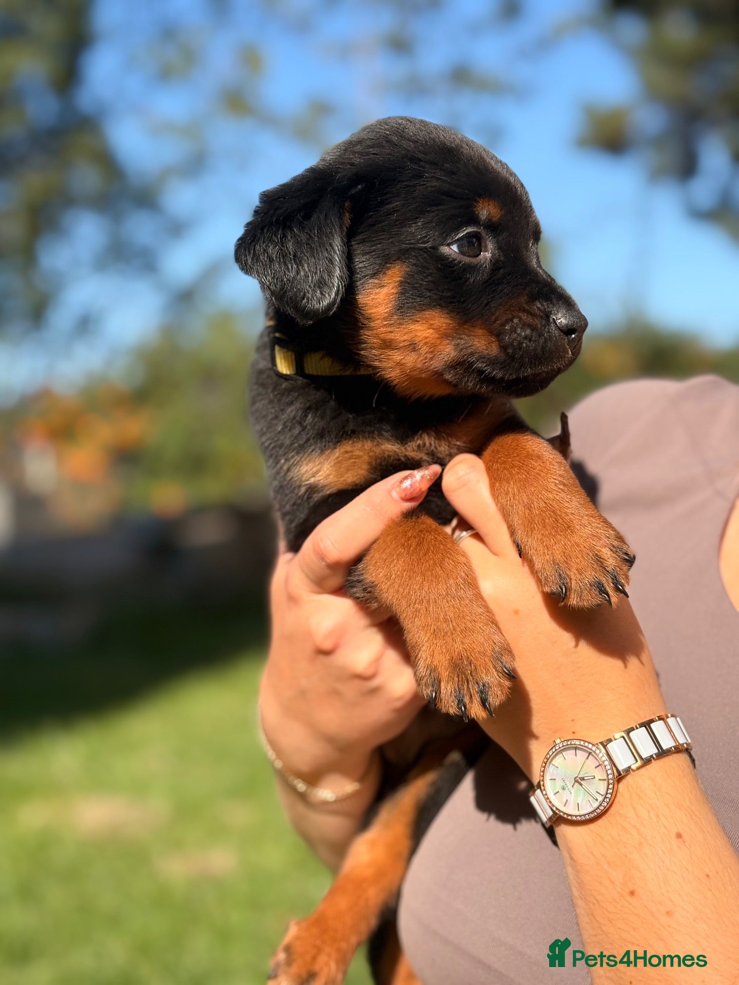 Rottweiler dogs LAST PUP  - Advert 14
