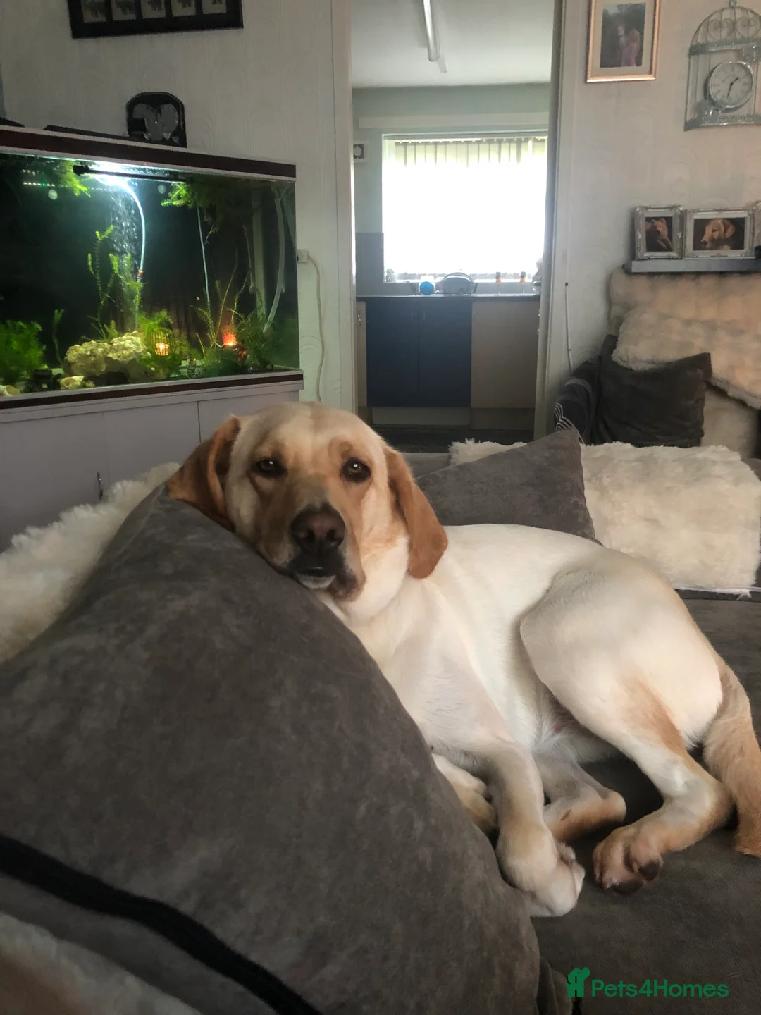 Labrador Retriever dogs for stud: Stud Labrador  - Advert 6