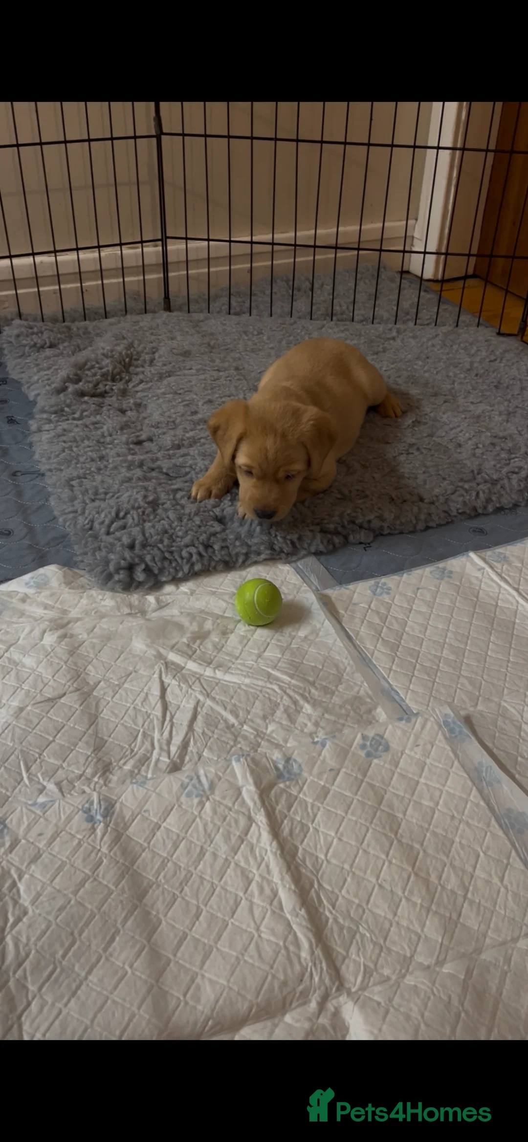 Labrador Retriever dogs for sale: Labrador Puppies - last remaining one  - Advert 3