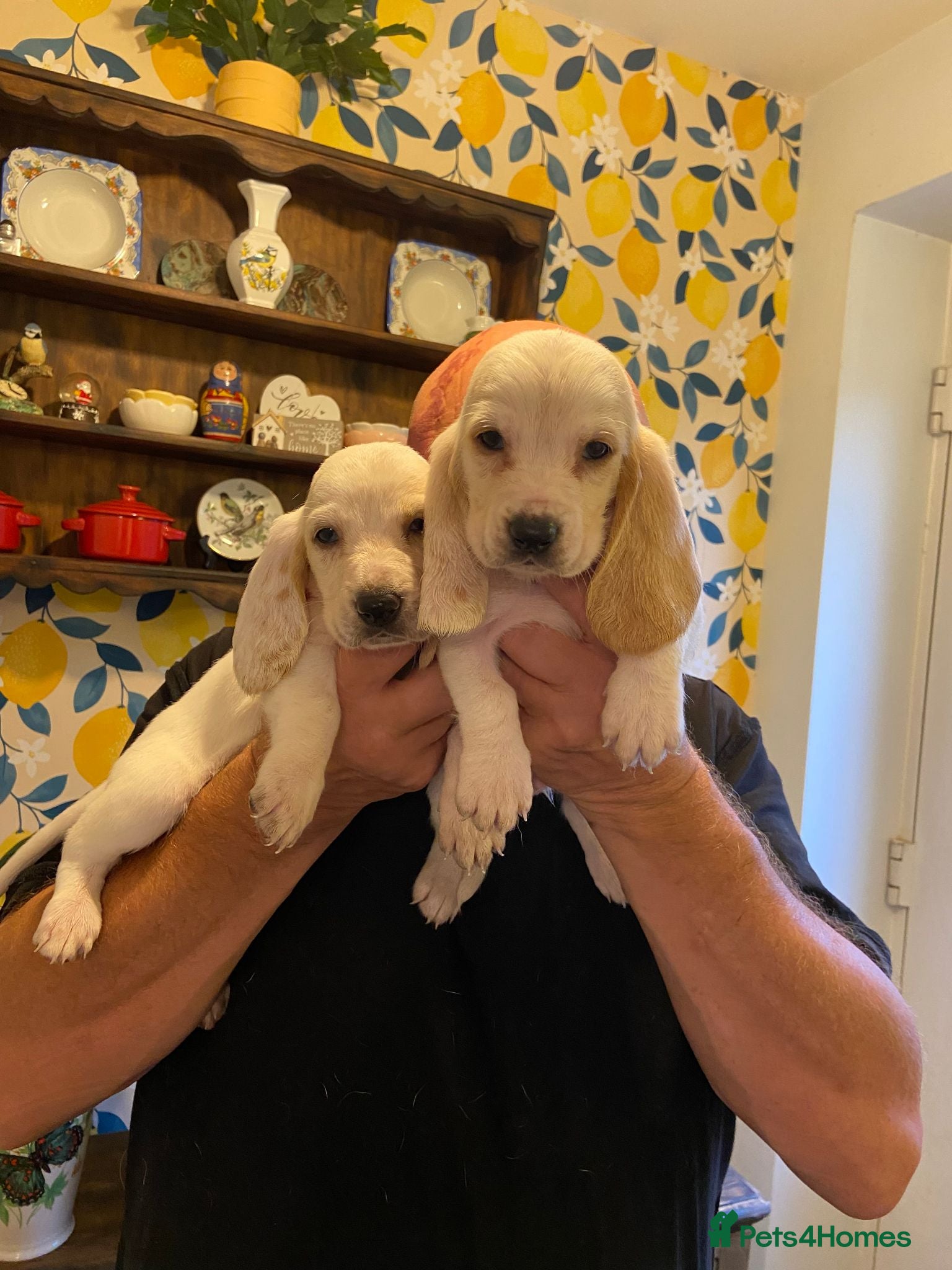 Basset Hound dogs Peggy - Advert 2