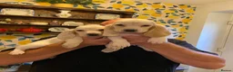 Basset Hound dogs for sale: Now Ready for New Forever Homes - Advert 4