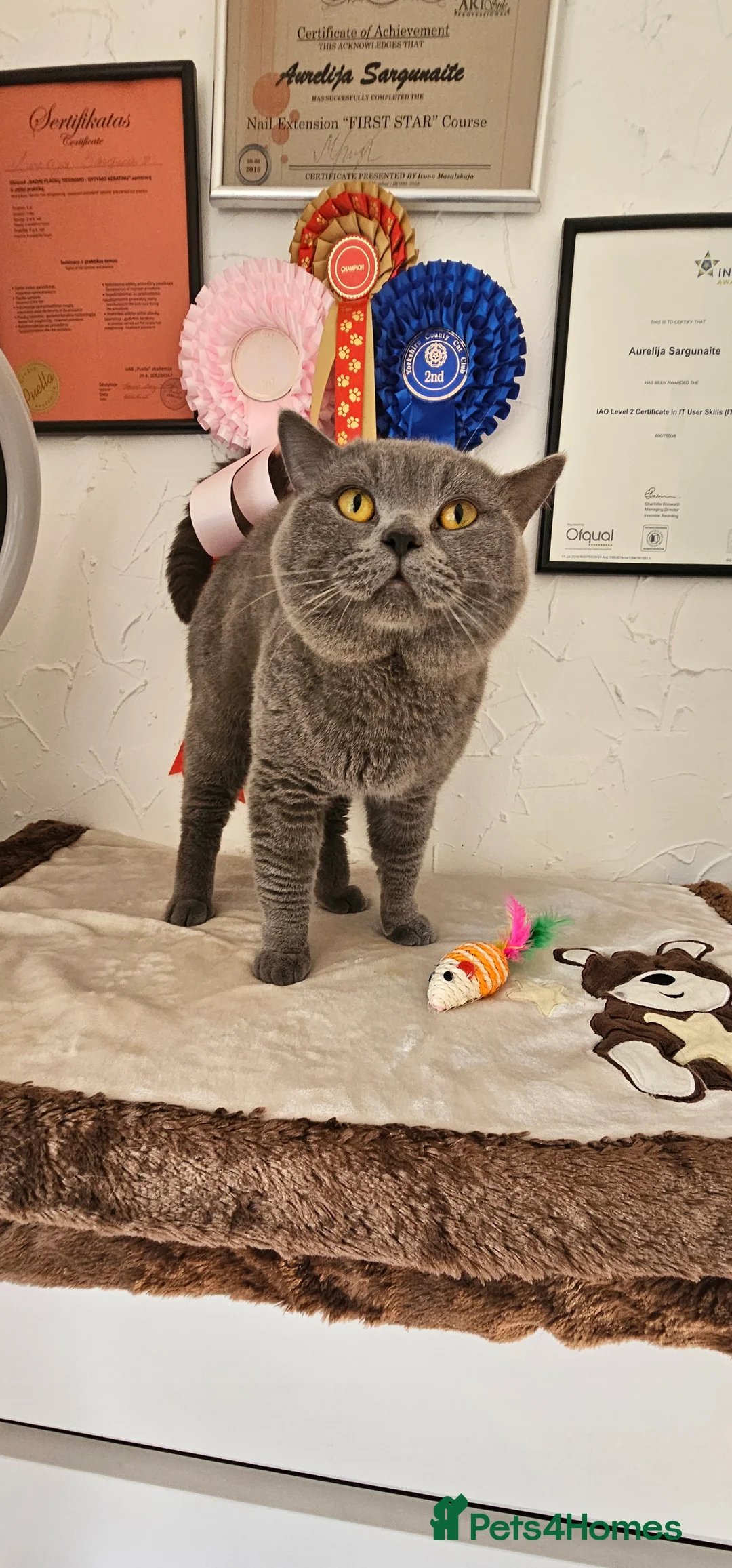British Shorthair cats for sale: British Shorthair male looking for a new home 🐾 - Advert 2