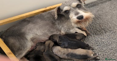 Miniature Schnauzer dogs - Advert 4
