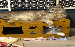 Maine Coon cats for sale: Active Maine Coon Breeding Queen - Image 5