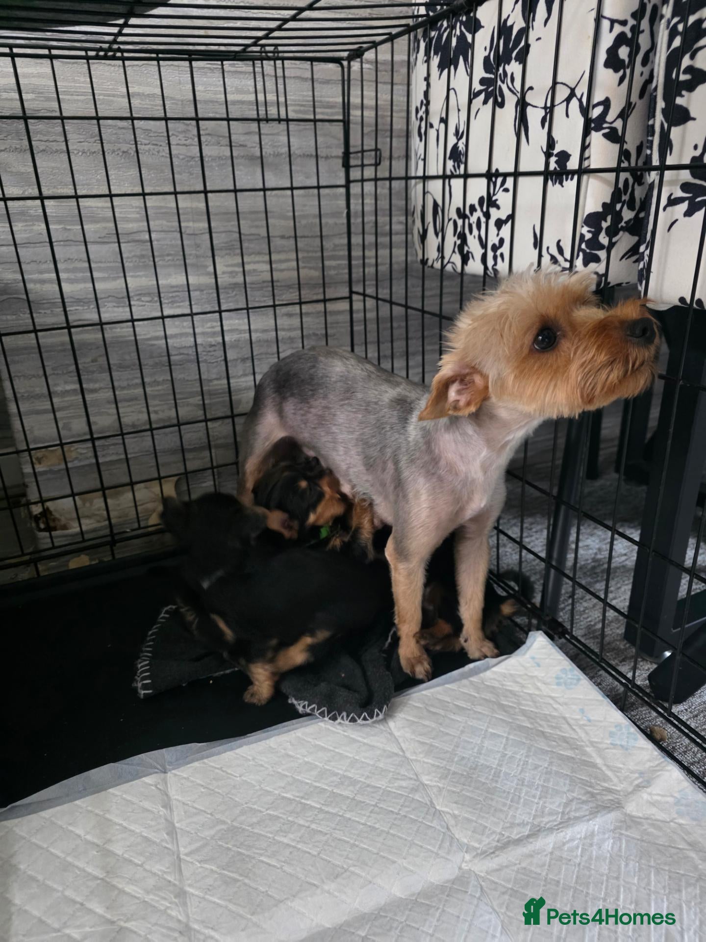 Yorkshire Terrier dogs 💕Beautiful Yorkshire Terrier Puppies 💕 - Advert 1