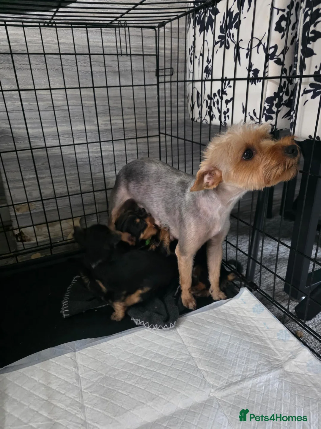 Yorkshire Terrier dogs for sale: 💕Beautiful Yorkshire Terrier Puppies 💕 - Advert 1