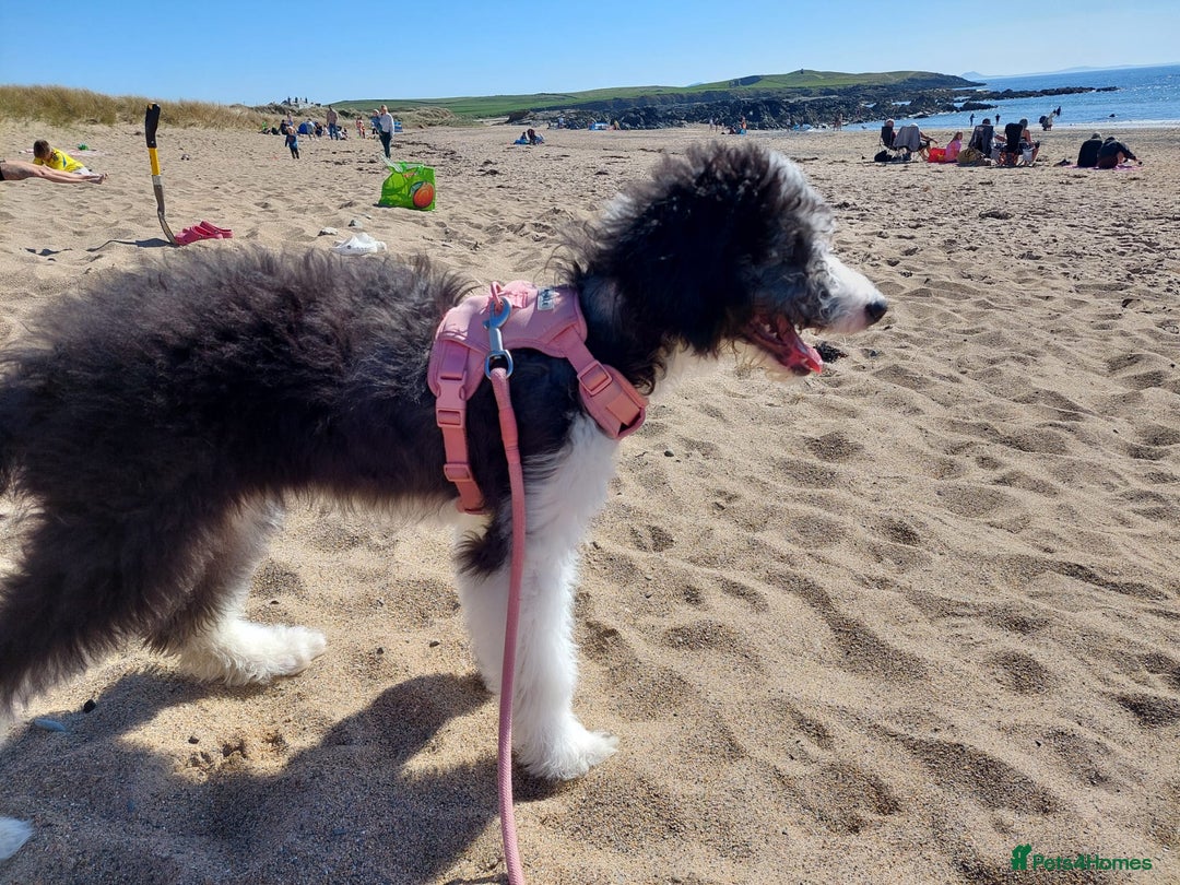Bordoodle dogs for sale: Bordoodle Girl - Image 6