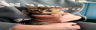 Ragdoll 1