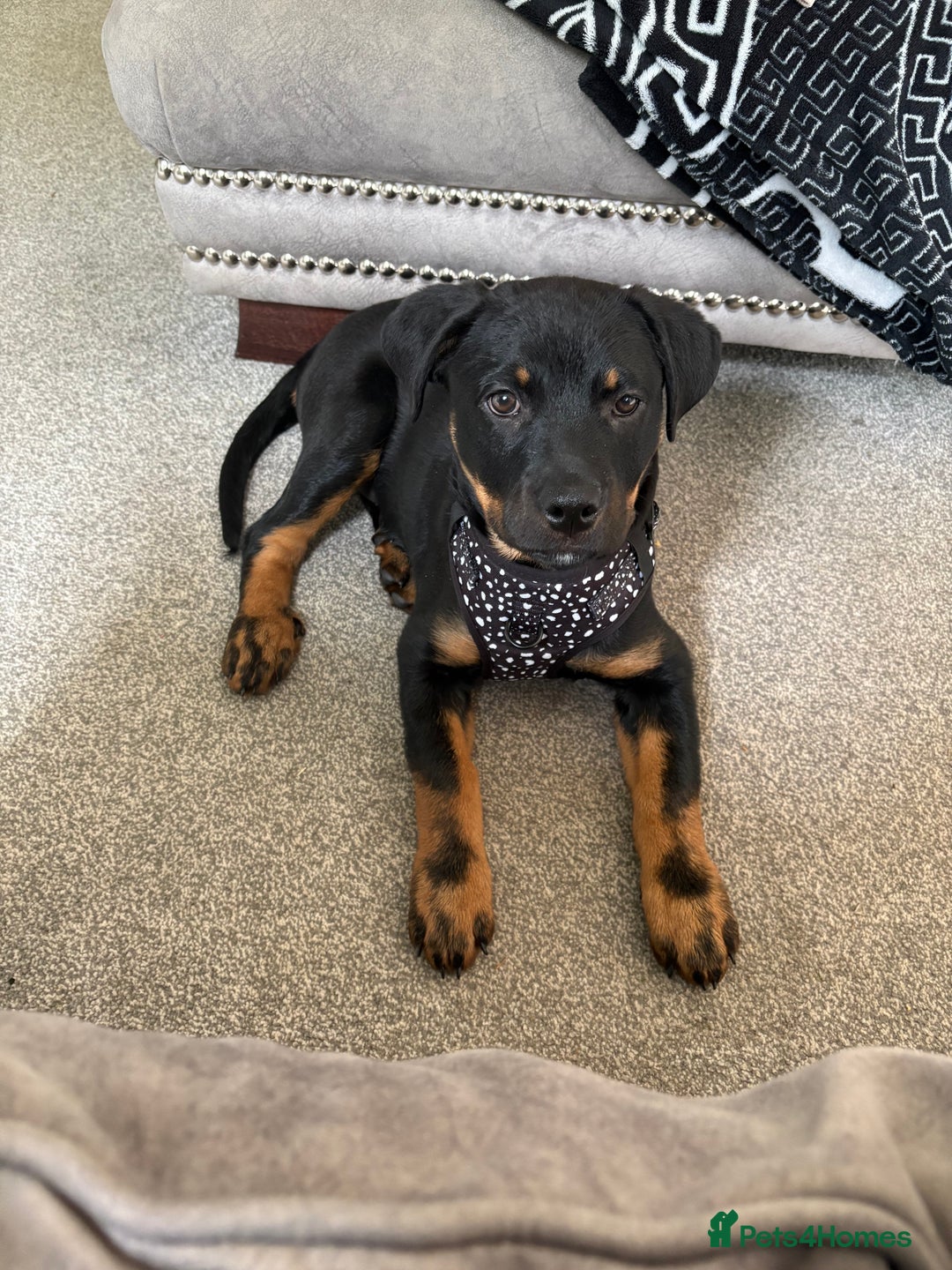 Rottweiler dogs for sale: Zora the Rotty - Image 6