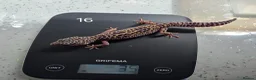 Leopard Gecko reptiles for sale: Various leopard geckos CB25 handleable.  - Advert 3
