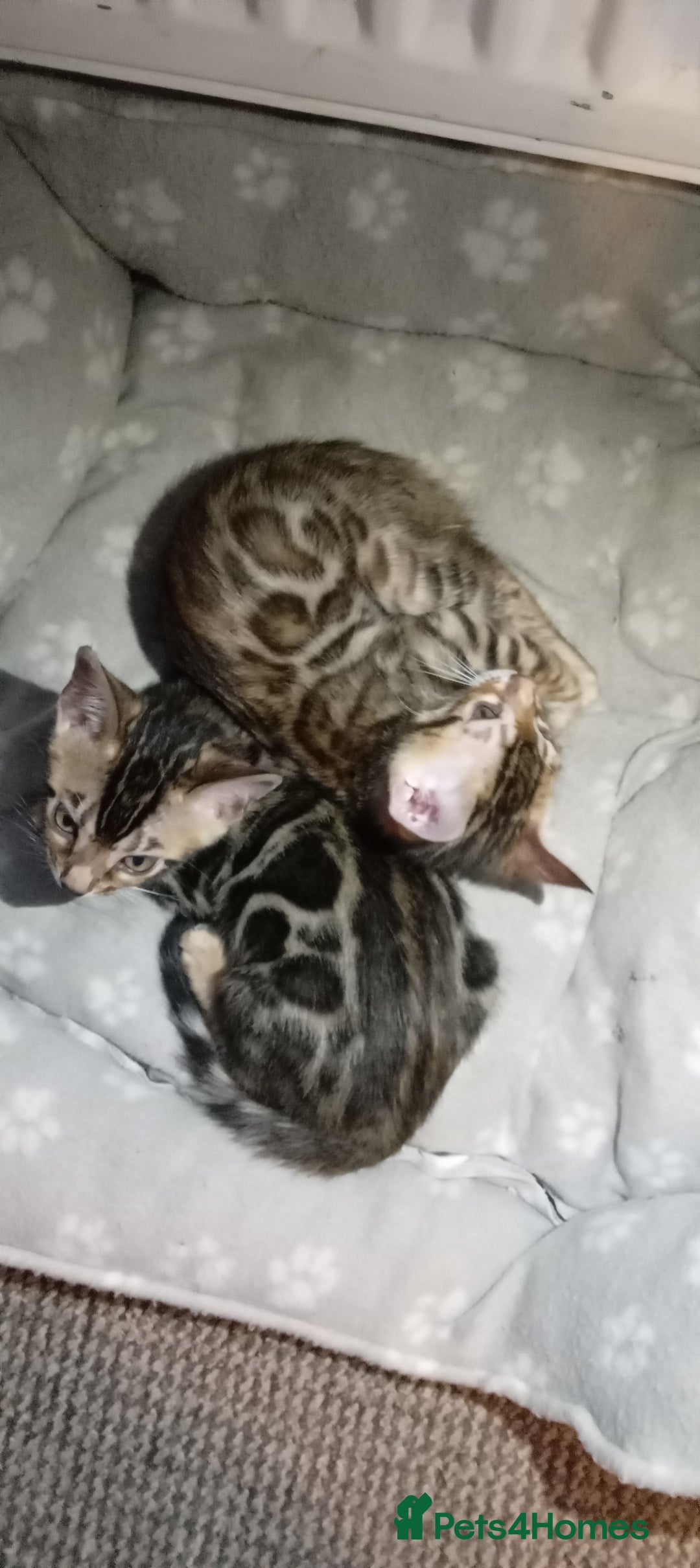 Bengal cats for sale: Pedigree Bengal Kittens - Image 24