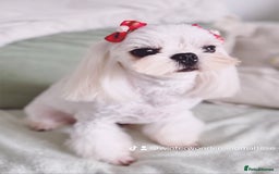 Maltese dogs for stud: 🩵Outstanding Proven 🔝 Korean Maltese For Stud🩵 - Image 7