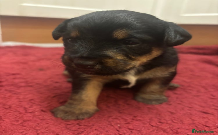 Mixed Breed dogs Lovely Lakeland x Terrier Puppies  - Advert 8