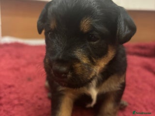 Mixed Breed dogs Lovely Lakeland x Terrier Puppies - Advert 1