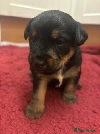 Mixed Breed dogs Lovely Lakeland x Terrier Puppies - Advert 8
