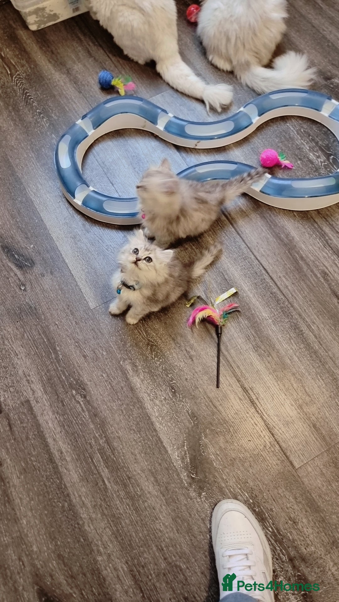 Persian cats for sale: Persian chinchilla  - Image 5