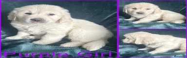 Golden Retriever 4
