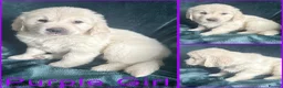 Golden Retriever dogs for sale: BEAUTIFUL GOLDEN RETRIEVER PUPPIES  🐾* - Advert 5